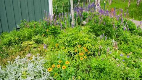 a view of a garden with plants