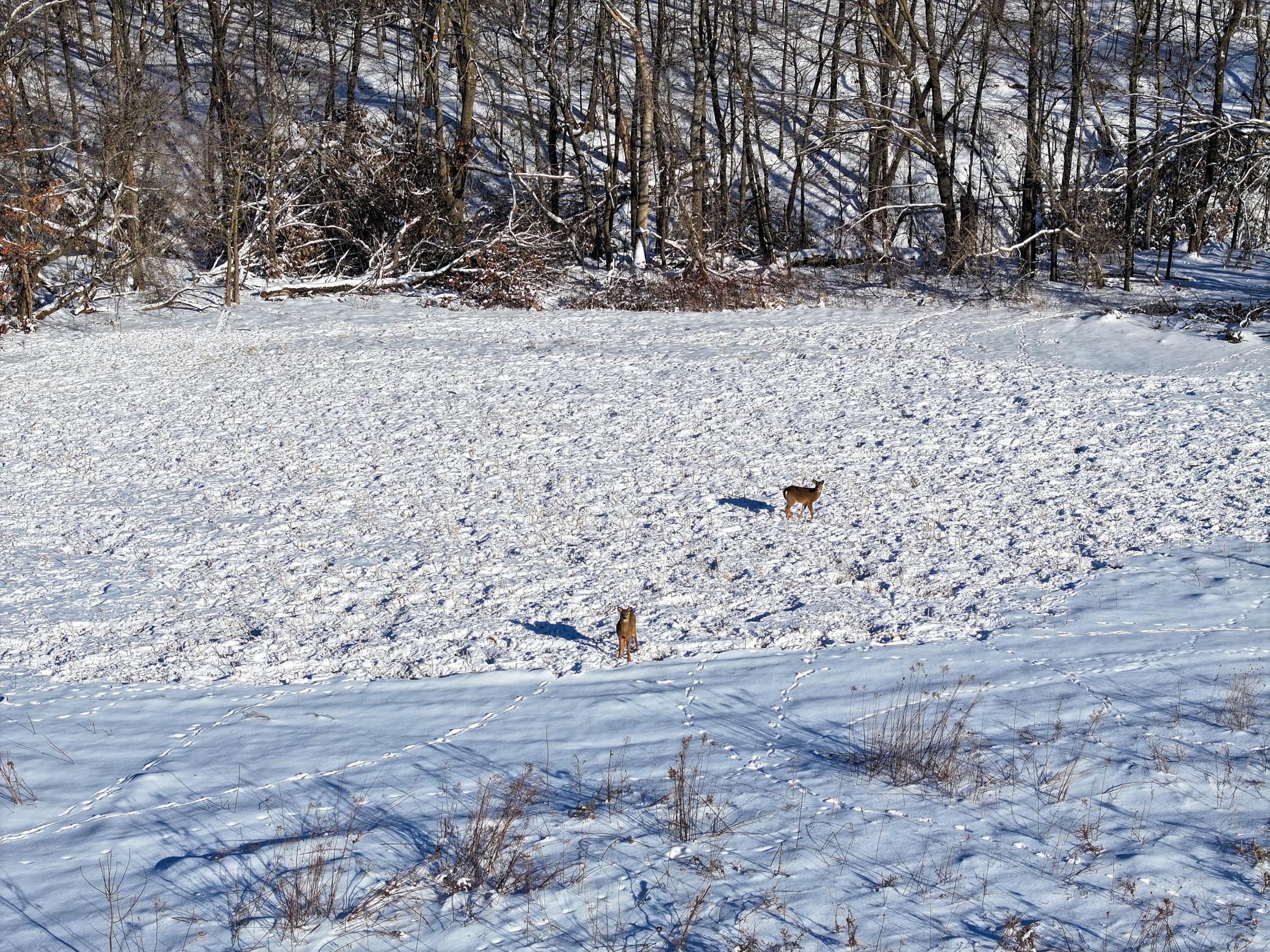 Tbd Pine Ridge Drive Dakota, MN 55925 - Photo 13 of 23