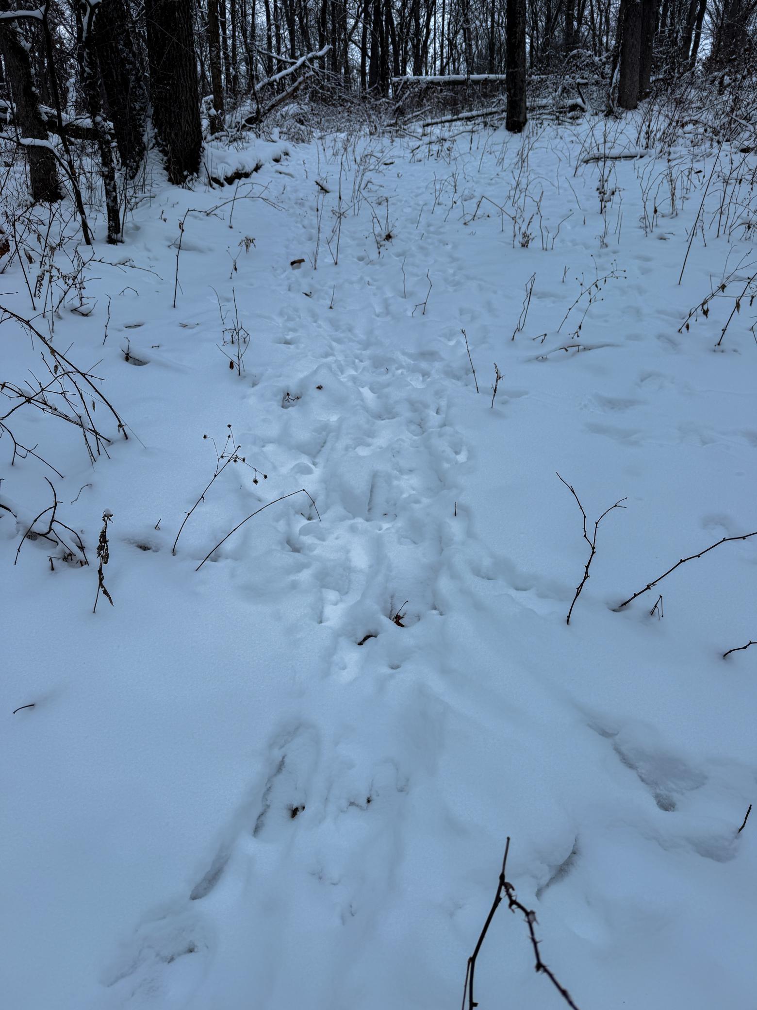 Tbd Pine Ridge Drive Dakota, MN 55925 - Photo 18 of 23