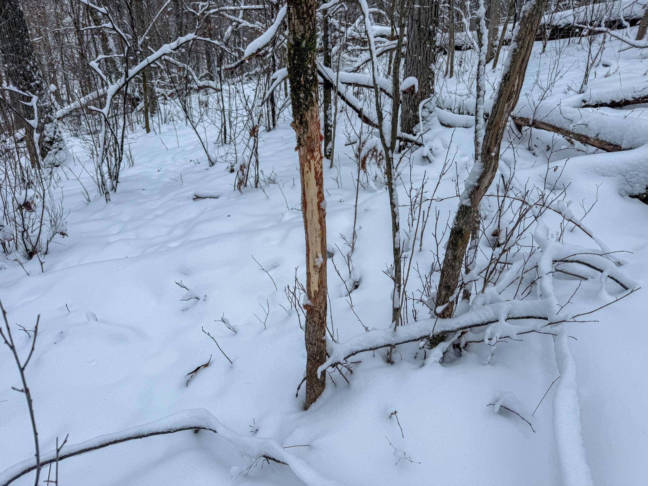 Tbd Pine Ridge Drive Dakota, MN 55925 - Photo 19 of 23
