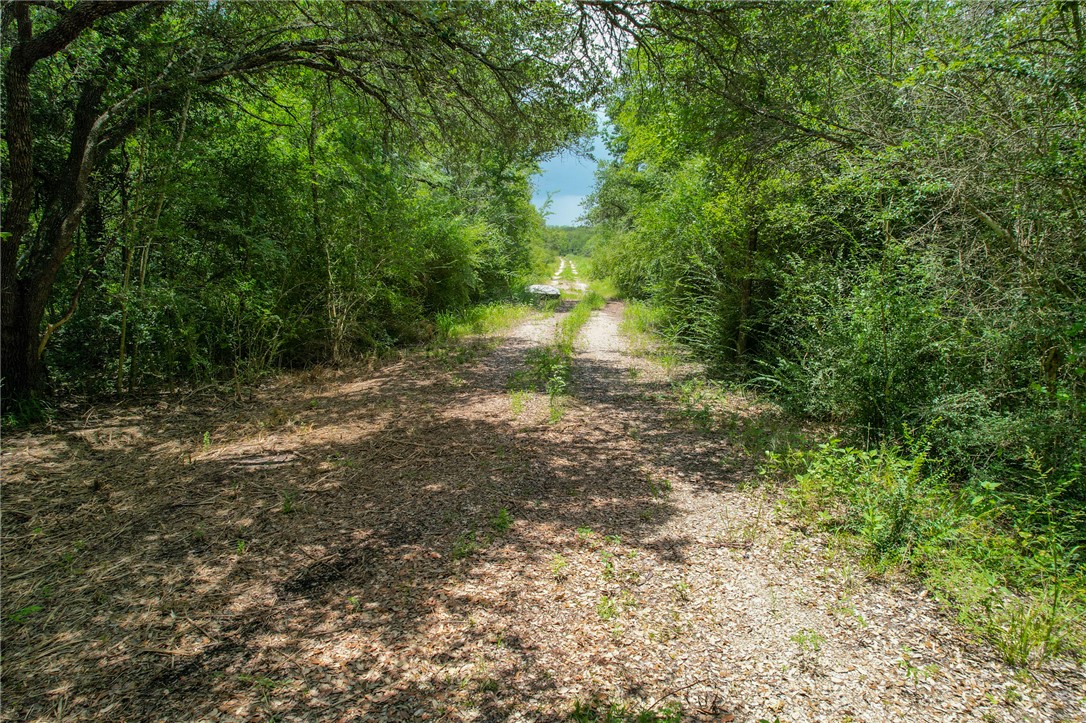 Tract #1-11.2ac) Tract Road College Station, TX 77845 - Photo 15 of 19 a view of yard