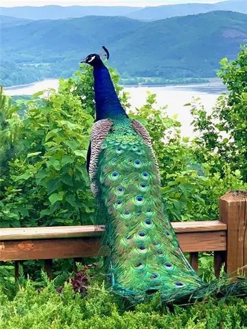 $17,999 | 1334 Birch Lane, Ranger, GA 30734