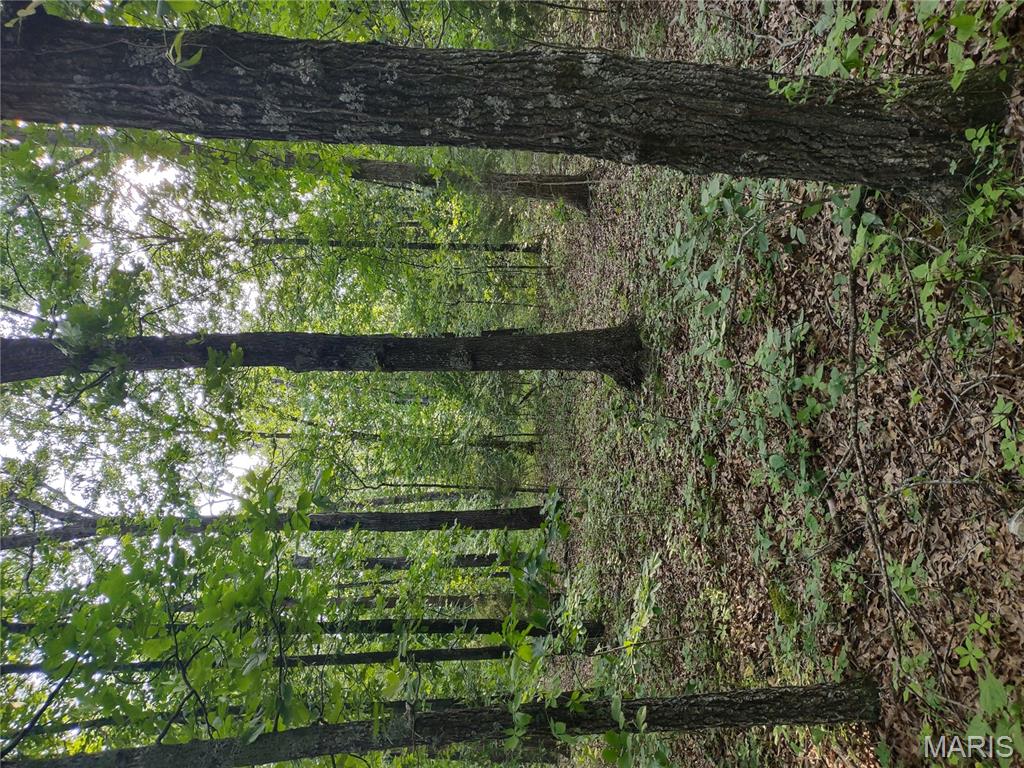 0 Berry Road Falcon, MO 65470 - Photo 6 of 12