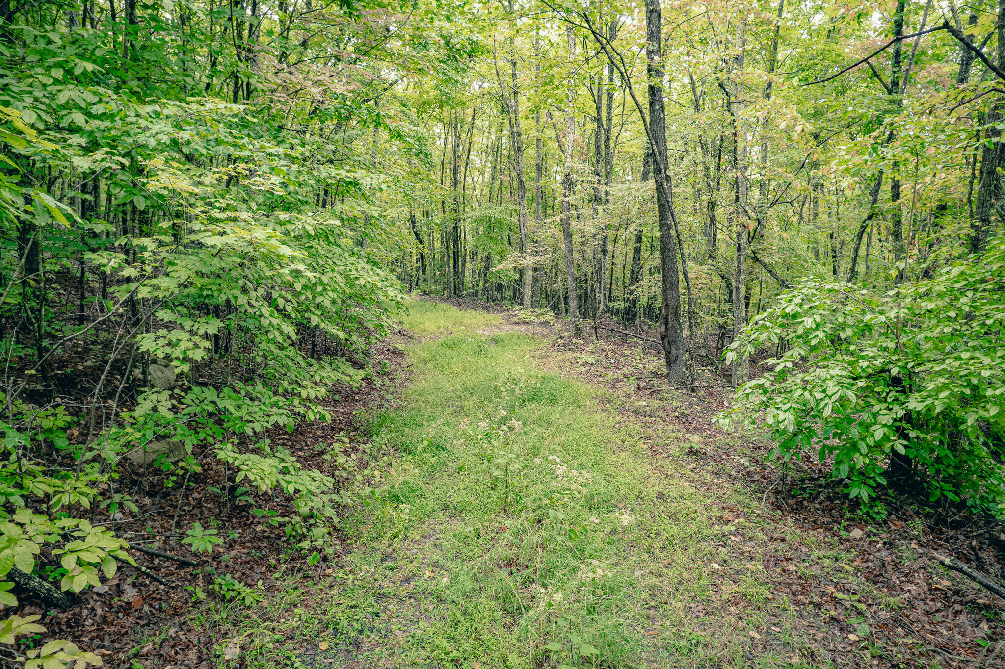 0 Paint Bank Road Paint Bank, VA 24131 - Photo 13 of 19 a view of a forest with a tree