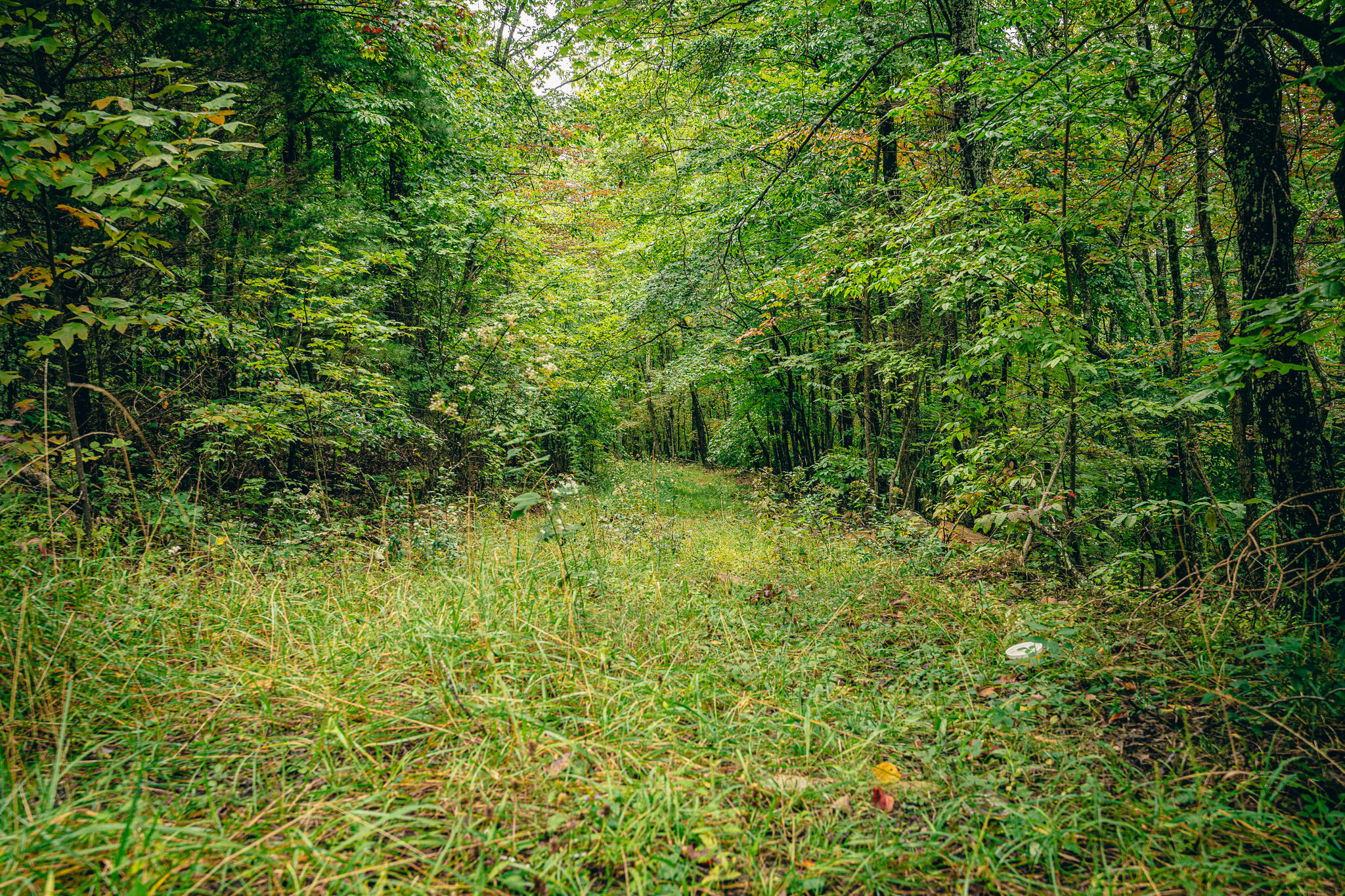 0 Paint Bank Road Paint Bank, VA 24131 - Photo 15 of 19 a view of a lush green forest