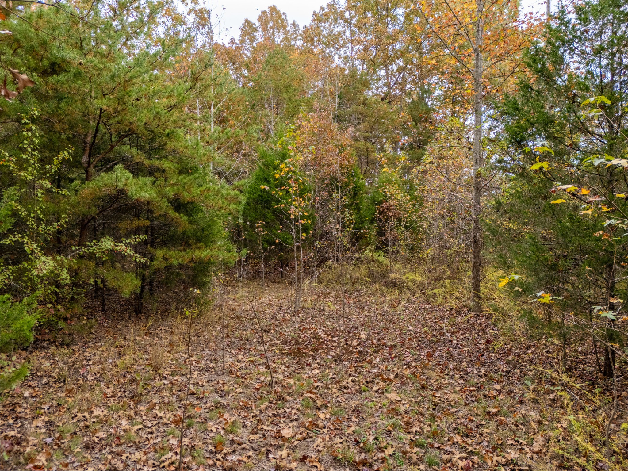 0 Pin Hook Road Sparta, TN 38583 - Photo 3 of 15 Gallery Image 3