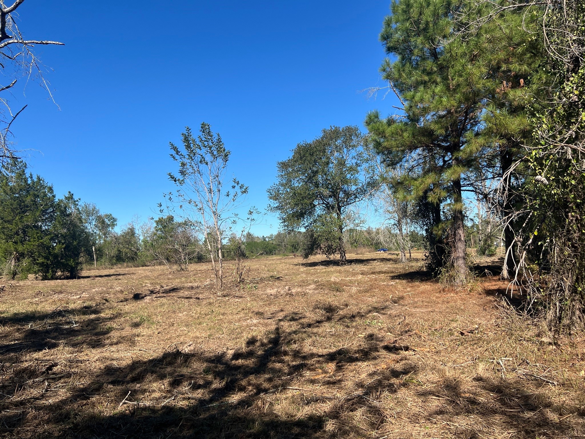3607 12th Street Brookshire, TX 77423 - Photo 17 of 27 a view of dirt yard with a large tree