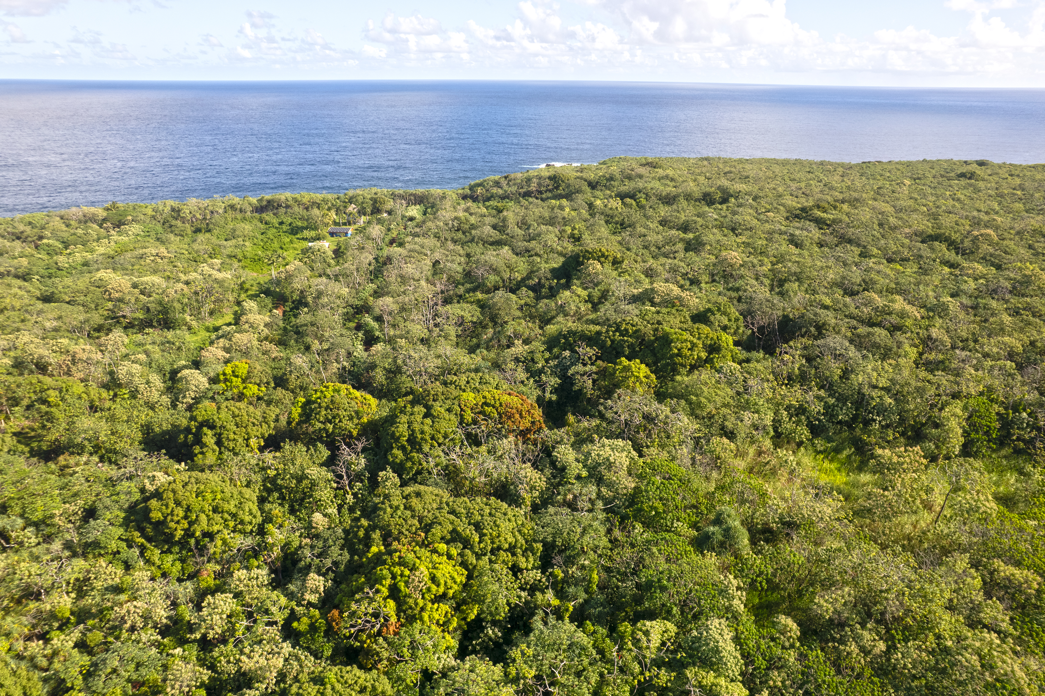 2 Government Beach Road Pahoa, HI 96778 - Photo 7 of 14 a view of a large yard with lots of bushes