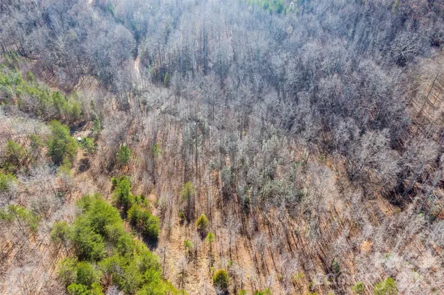 a close up of a plant in a garden