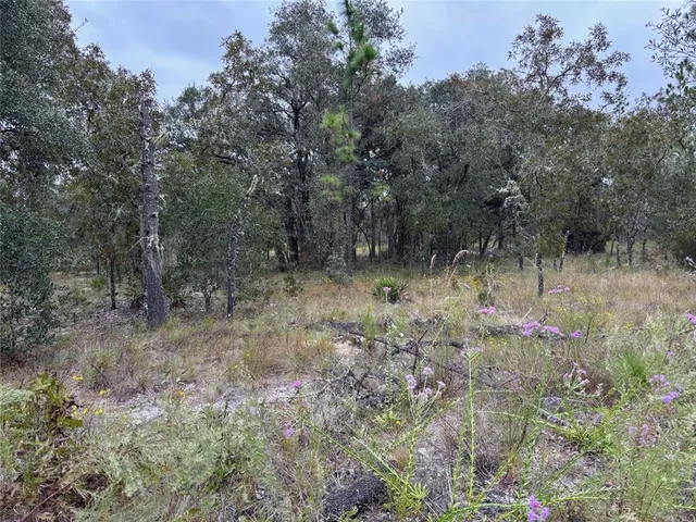 a view of a forest with trees in the background