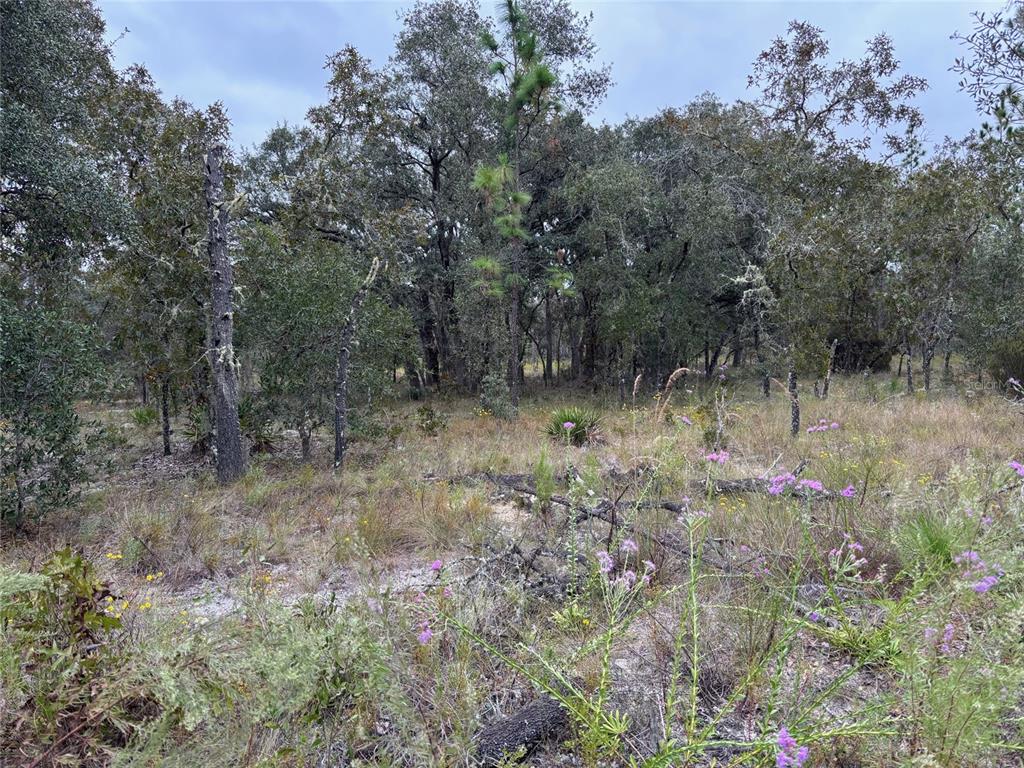 a view of a forest with trees in the background