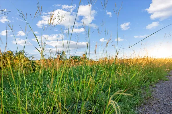 a view of a green field