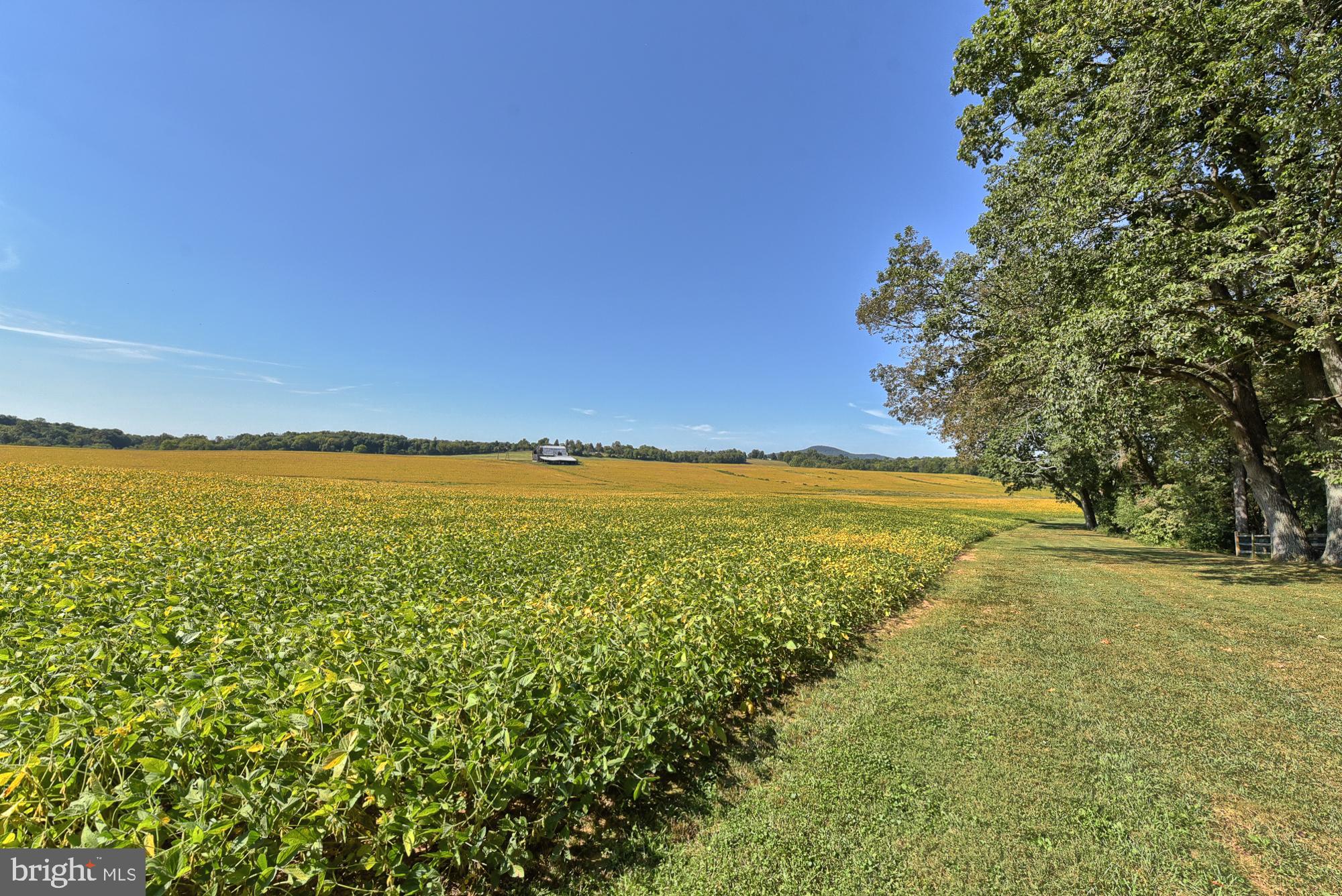 21416 Peach Tree Road Dickerson, MD 20842 - Photo 4 of 76 This is your backyard view--forever a farm!