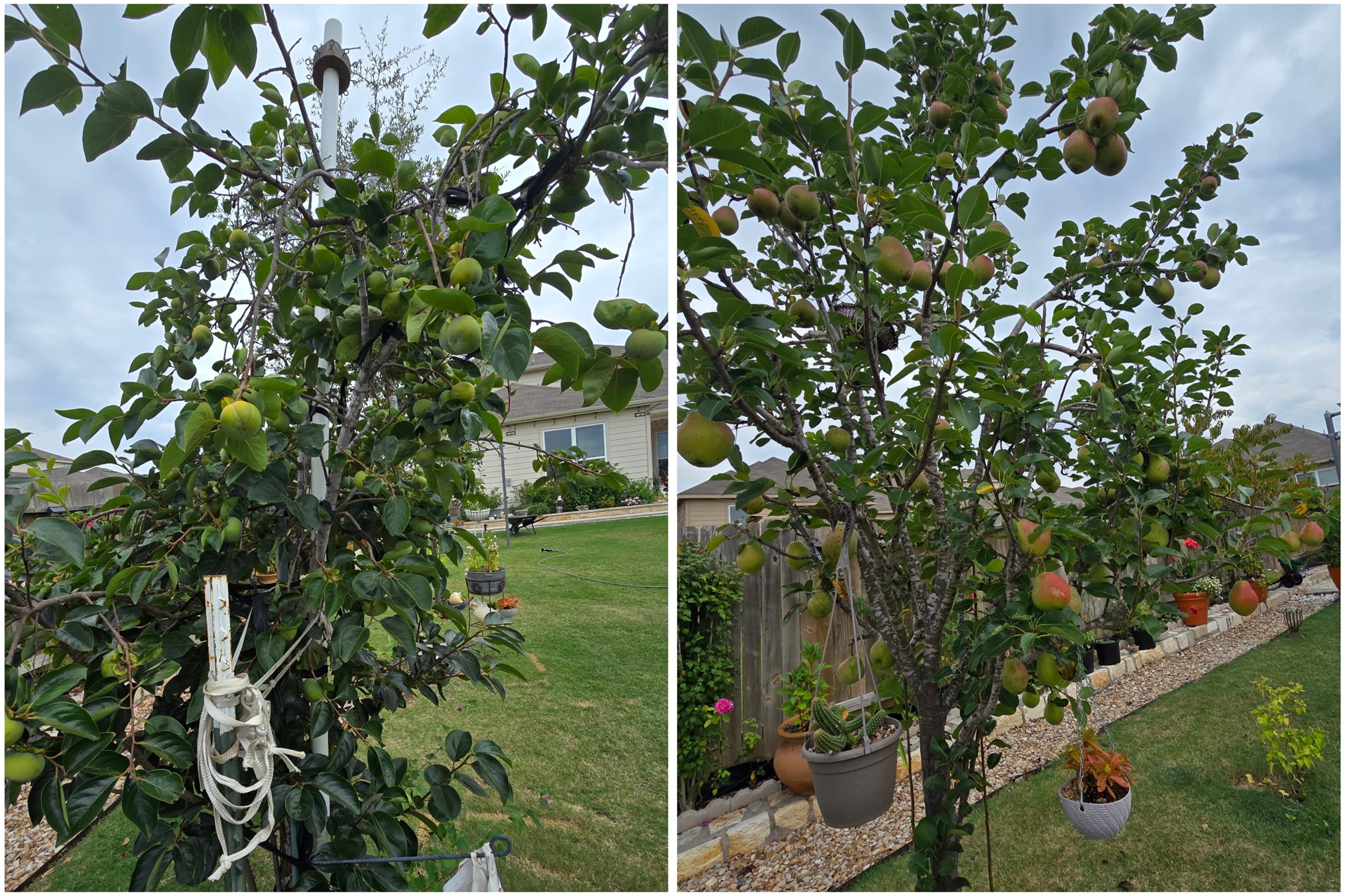 19621 Woodrow Wilson Street Manor, TX 78653 - Photo 33 of 34 a view of a tree in a backyard