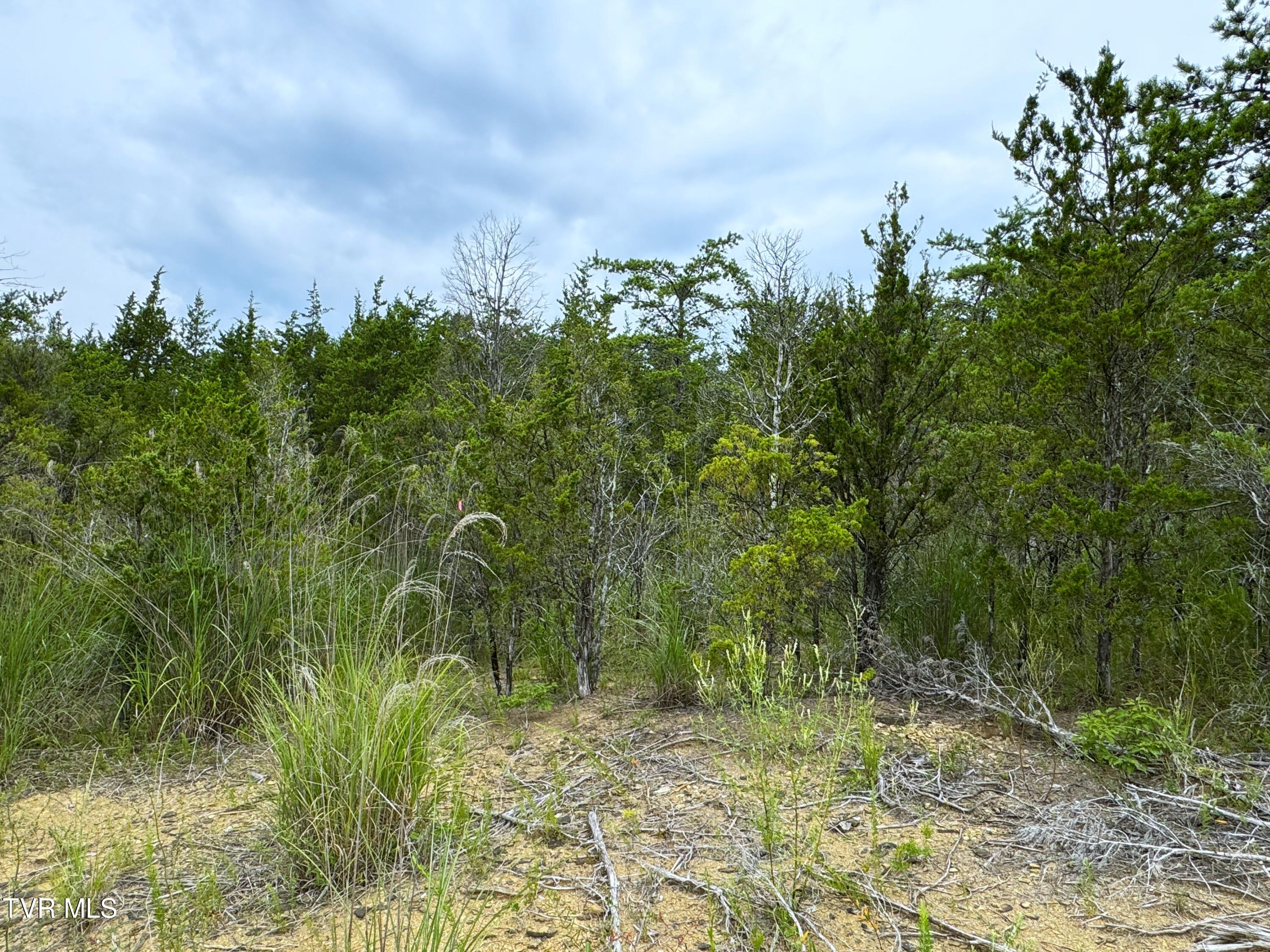 5-acres Jim Henry Road Dandridge, TN 37725 - Photo 13 of 26 12