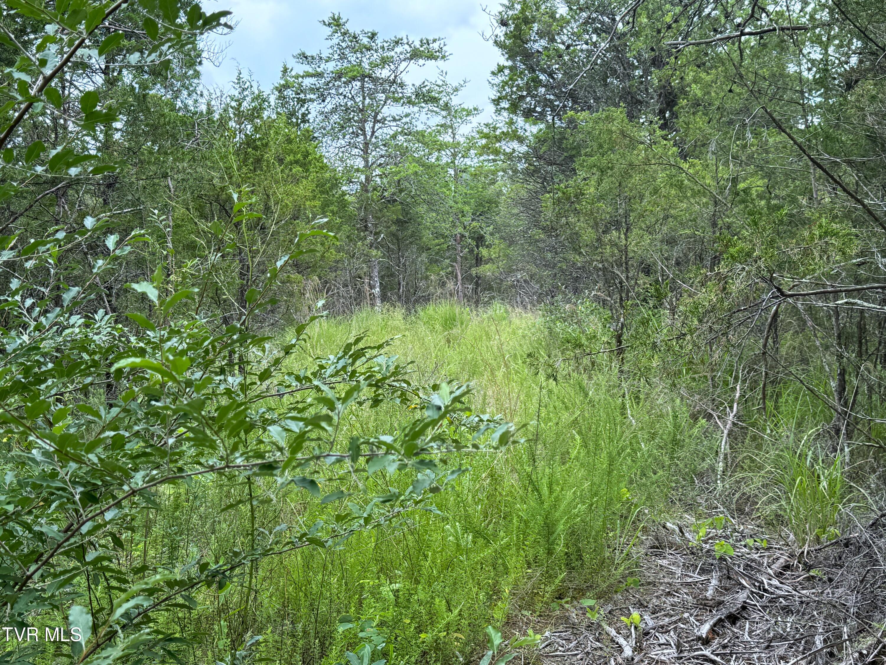 5-acres Jim Henry Road Dandridge, TN 37725 - Photo 17 of 26 15