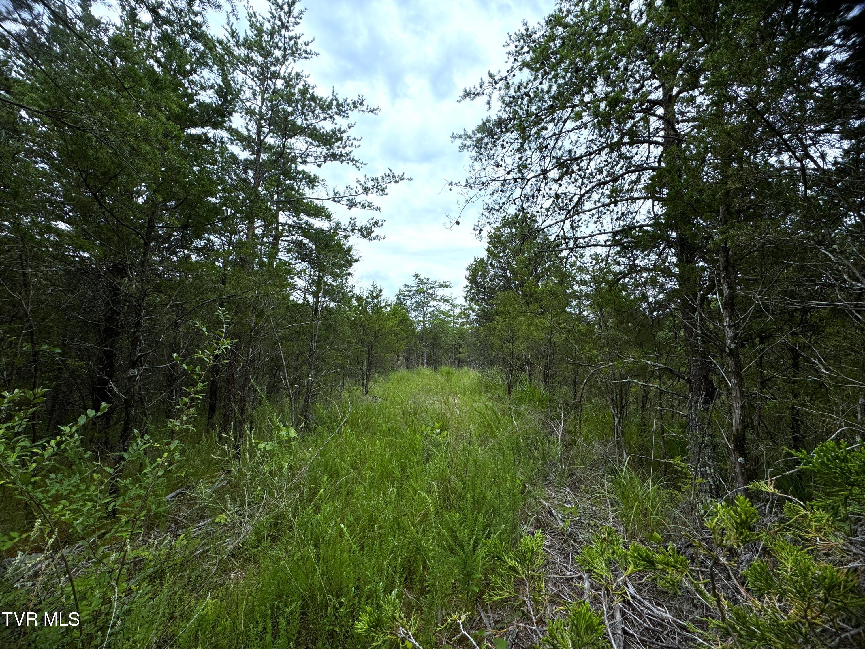 5-acres Jim Henry Road Dandridge, TN 37725 - Photo 10 of 26 9
