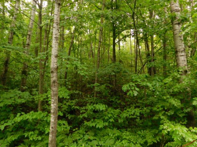Lot 4 Shore Rd Summit Summit Lake, WI 54485 - Photo 4 of 5 Gallery Image 4