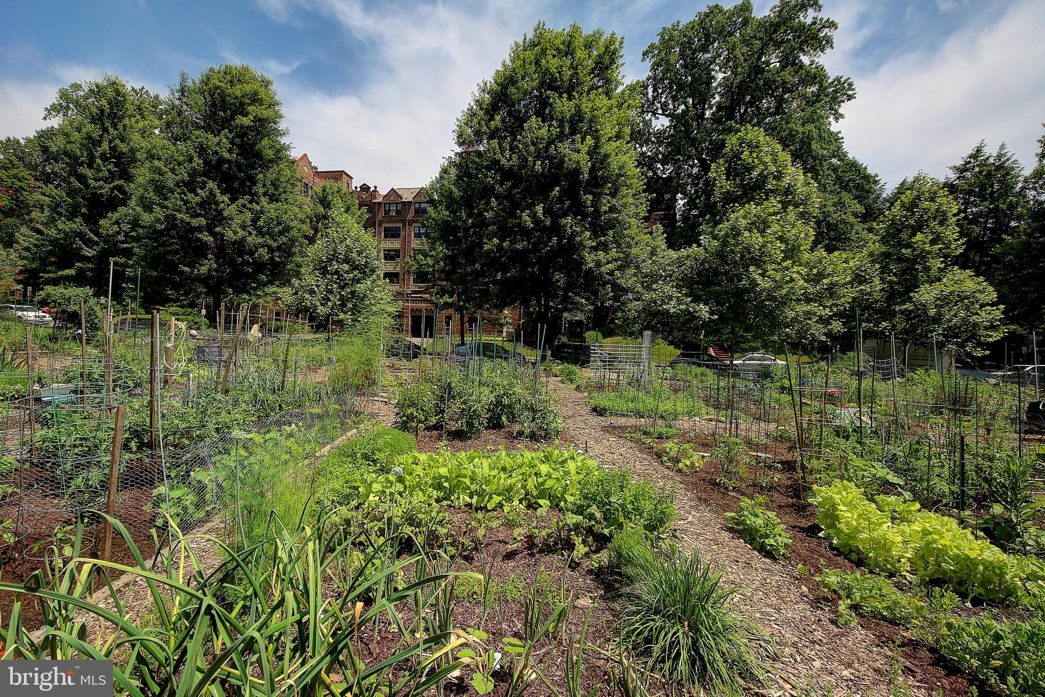 3000 Tilden Street Northwest, Unit 503I Washington, DC 20008 - Photo 37 of 60 Across the street from the Victory Gardens