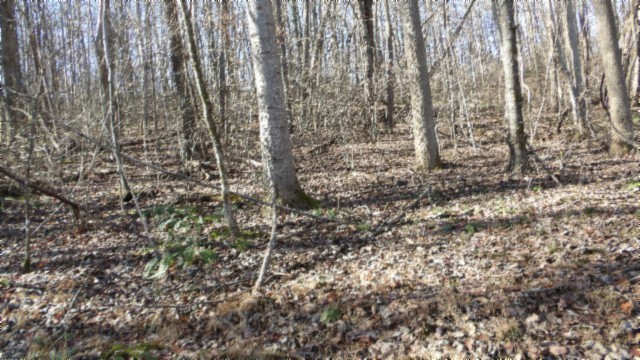 0 Stephens Road Jamestown, TN 38556 - Photo 20 of 53