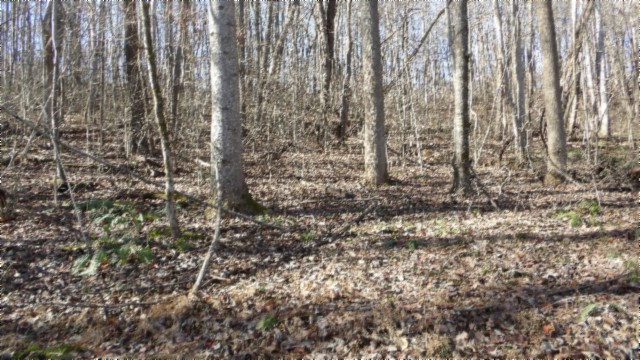 0 Stephens Road Jamestown, TN 38556 - Photo 21 of 53