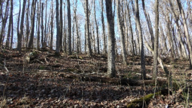 0 Stephens Road Jamestown, TN 38556 - Photo 23 of 53