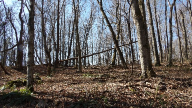 0 Stephens Road Jamestown, TN 38556 - Photo 29 of 53