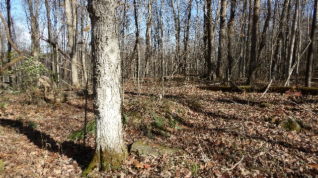 0 Stephens Road Jamestown, TN 38556 - Photo 38 of 53