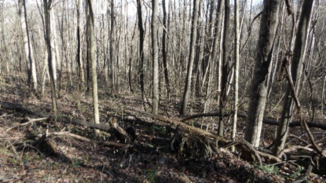 0 Stephens Road Jamestown, TN 38556 - Photo 39 of 53