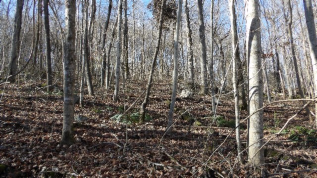 0 Stephens Road Jamestown, TN 38556 - Photo 9 of 53