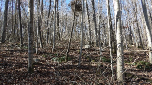 0 Stephens Road Jamestown, TN 38556 - Photo 10 of 53