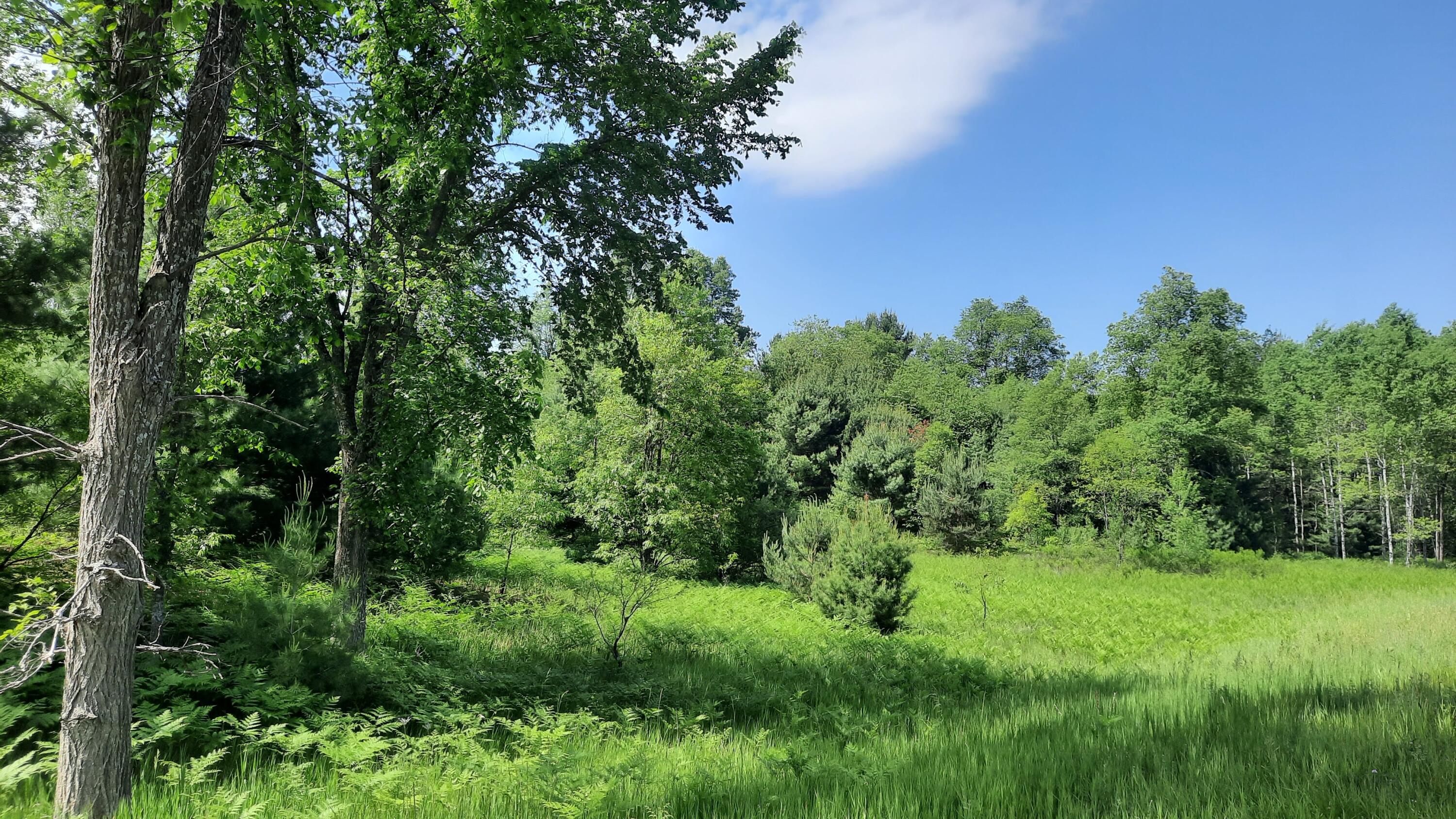 9 9 Mile Road Kaleva, MI 49645 - Photo 4 of 8 Almost 20 acs in Kaleva MI