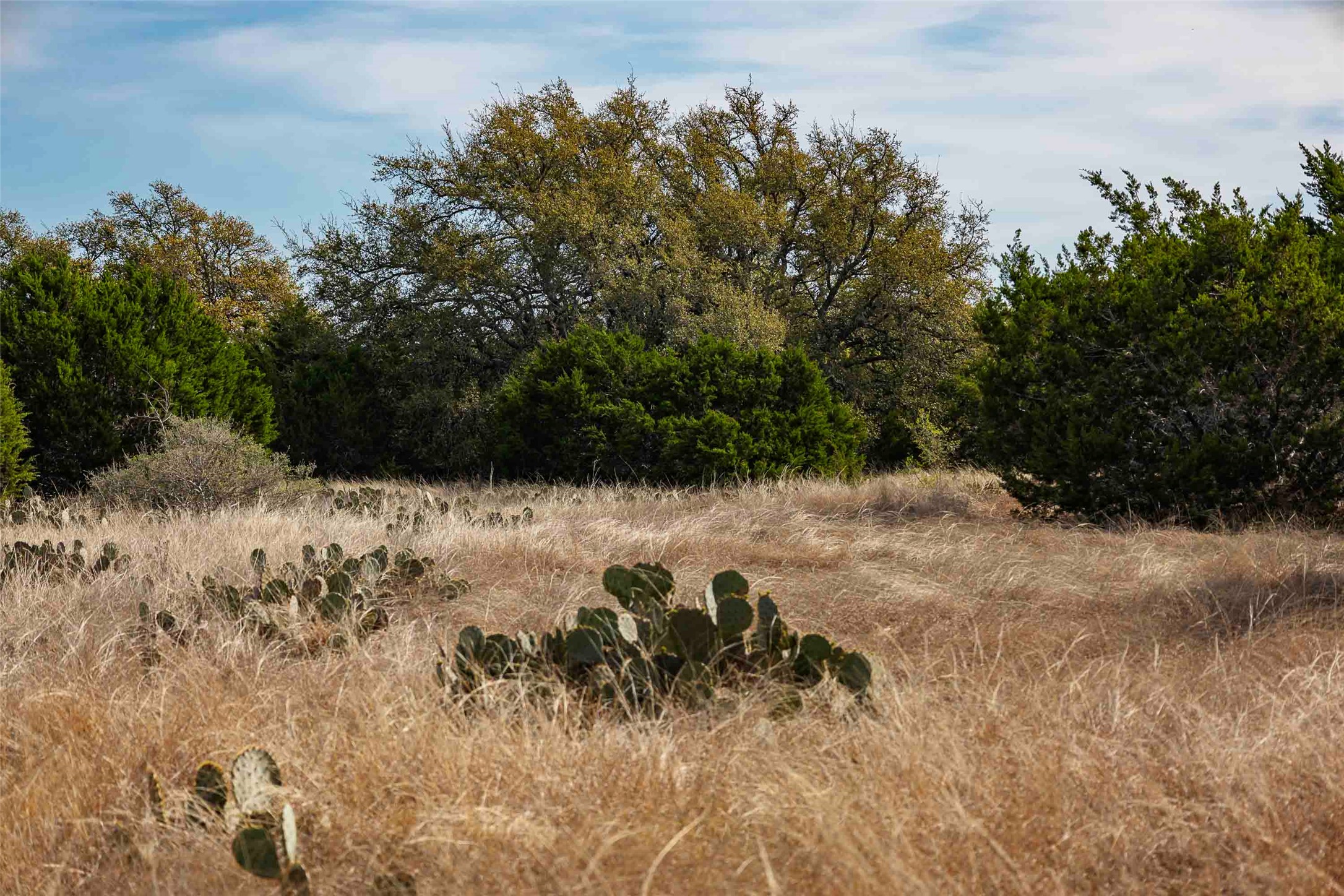 Tbd Saddle Ridge Drive Bertram, TX 78605 - Photo 19 of 40 a view of a lush green field