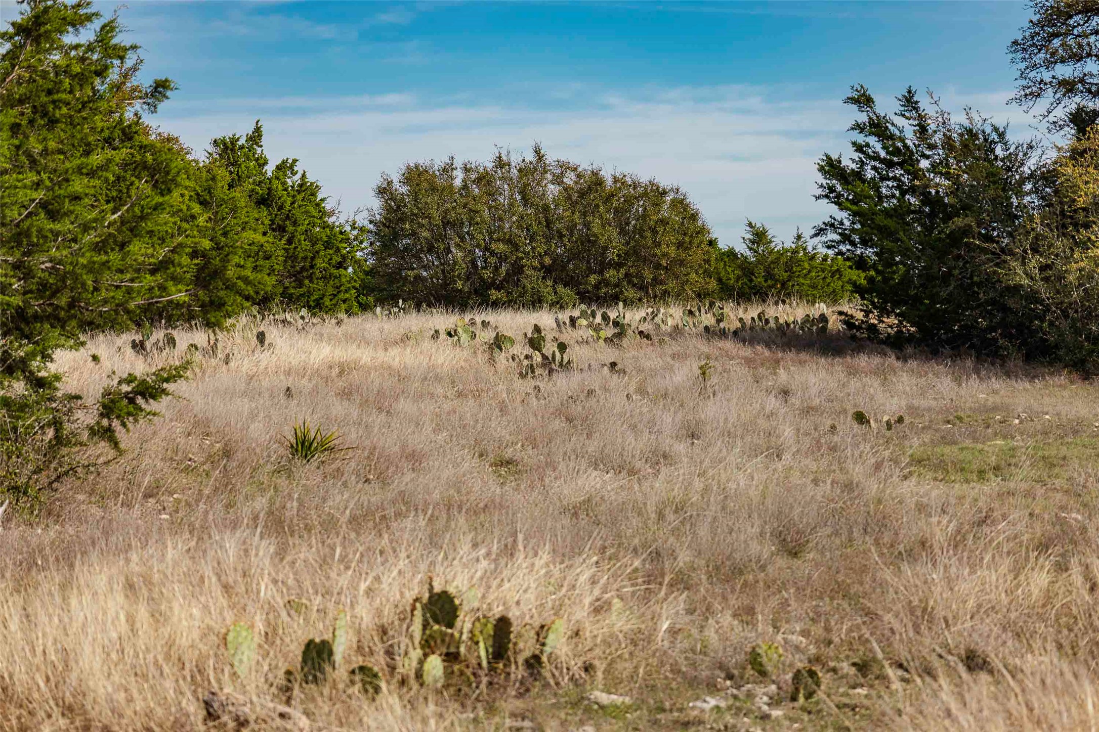 Tbd Saddle Ridge Drive Bertram, TX 78605 - Photo 21 of 40 a view of a dry yard with trees in the background