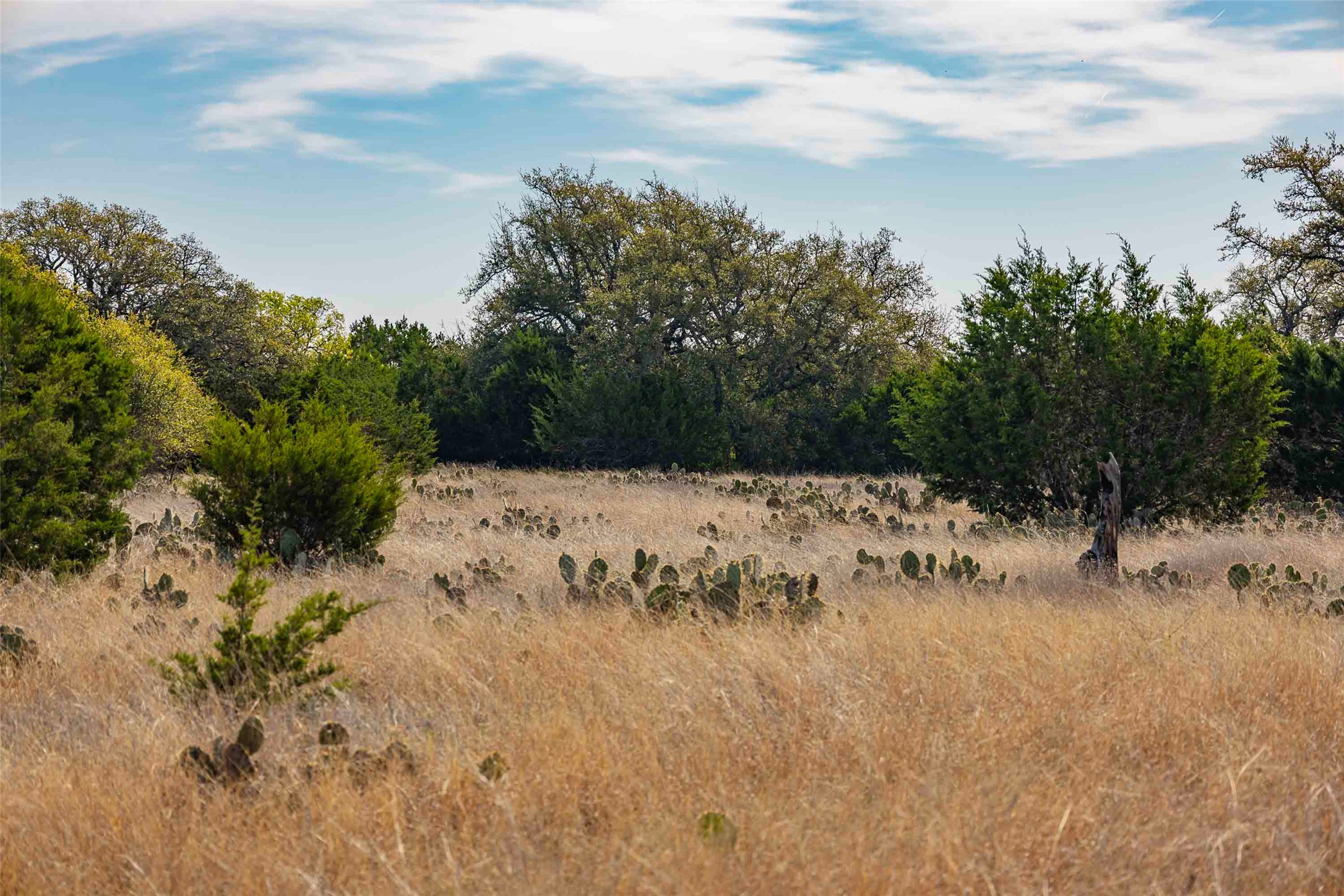 Tbd Saddle Ridge Drive Bertram, TX 78605 - Photo 27 of 40 a view of a dry yard covered in snow