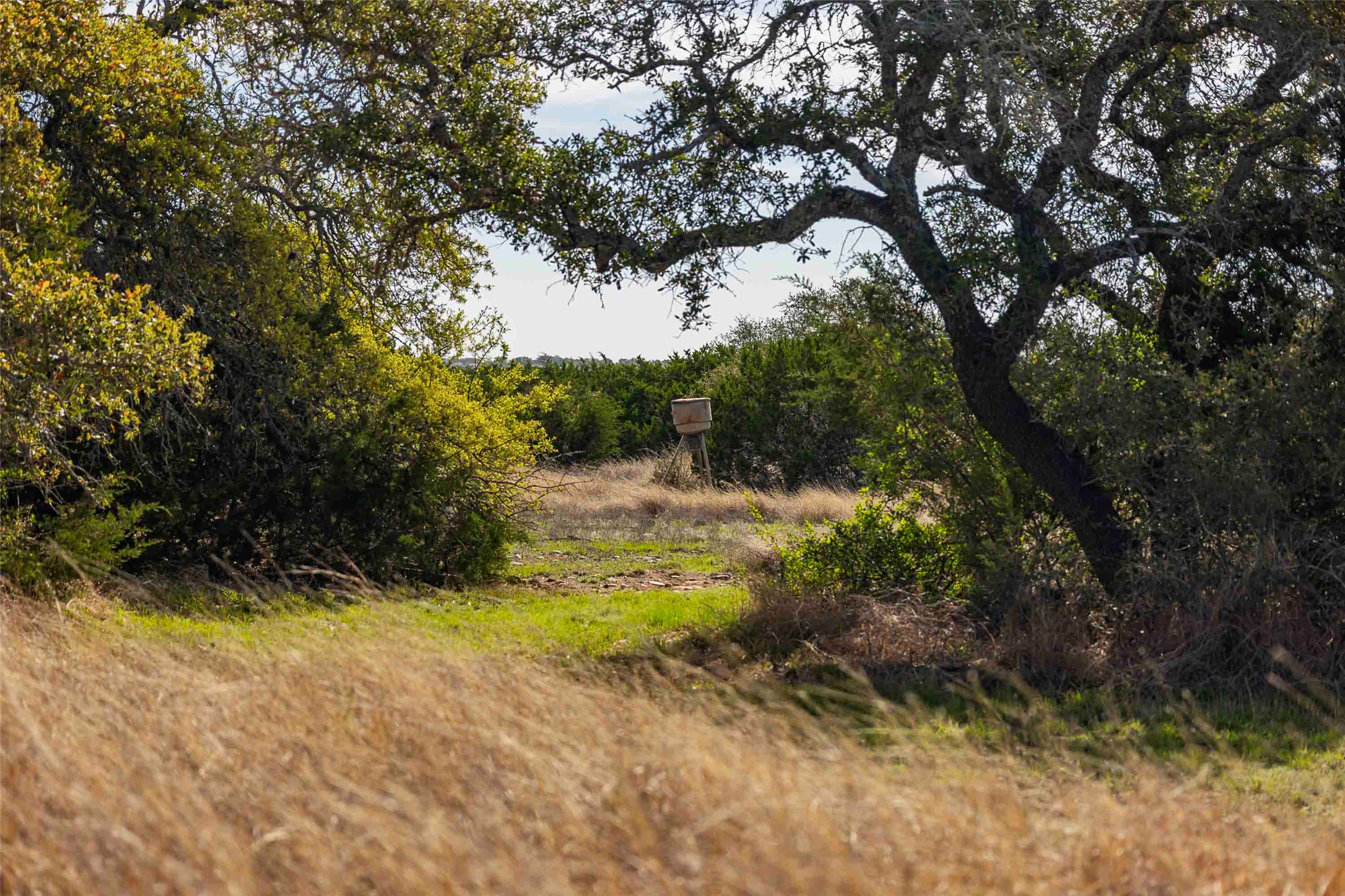 Tbd Saddle Ridge Drive Bertram, TX 78605 - Photo 28 of 40 a view of backyard with green space
