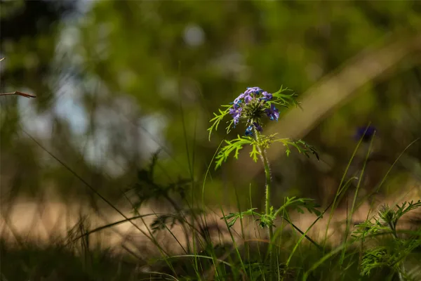 a close up of a plant in a garden