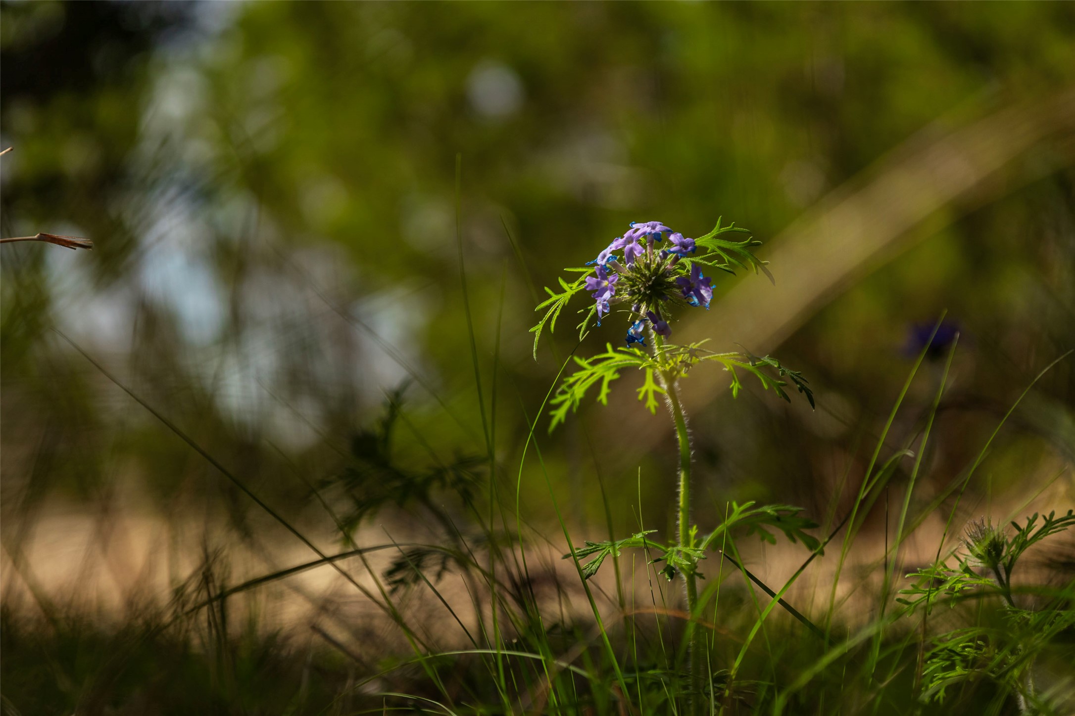 Tbd Saddle Ridge Drive Bertram, TX 78605 - Photo 29 of 40 a close up of a plant in a garden
