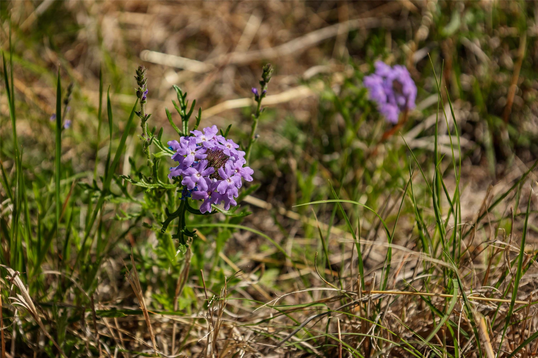 Tbd Saddle Ridge Drive Bertram, TX 78605 - Photo 32 of 40