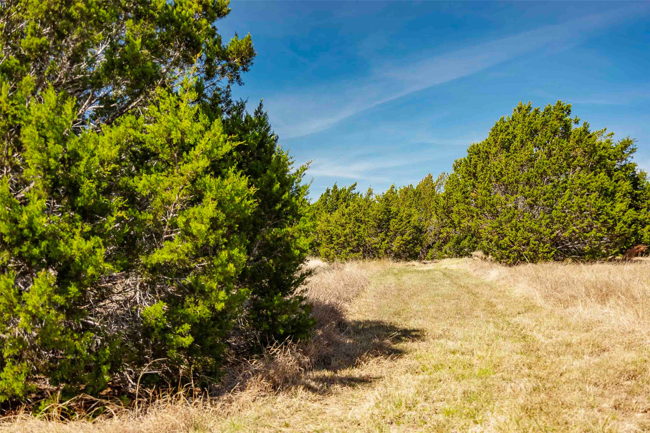 Tbd Saddle Ridge Drive Bertram, TX 78605 - Photo 33 of 40 a view of a yard with a tree