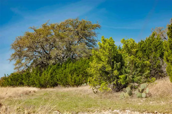 a view of a yard with a tree