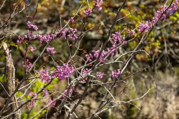 a view of a flower