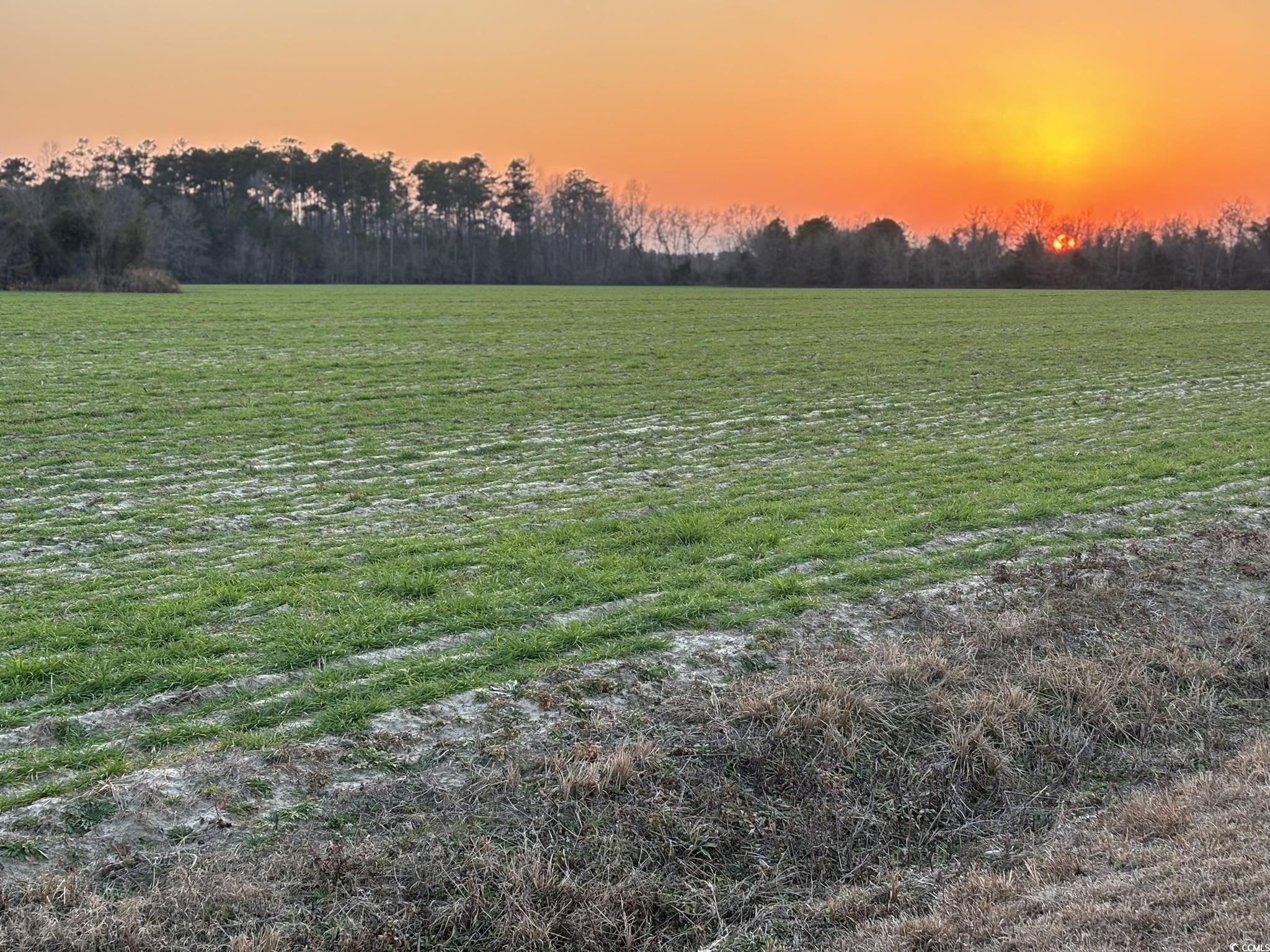300 Clio Road Loris, SC 29569 - Photo 8 of 10 Nature at dusk featuring a rural view