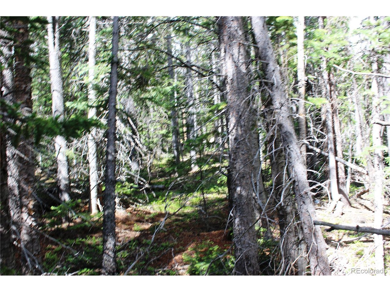 209 Upper Forest Road Idaho Springs, CO 80452 - Photo 12 of 24