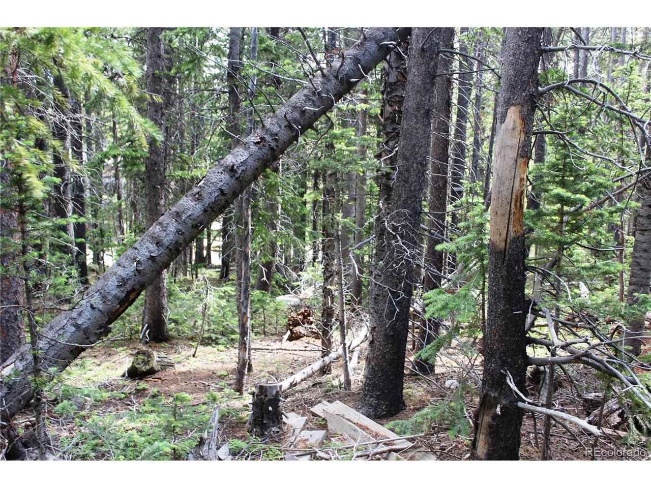 209 Upper Forest Road Idaho Springs, CO 80452 - Photo 2 of 24