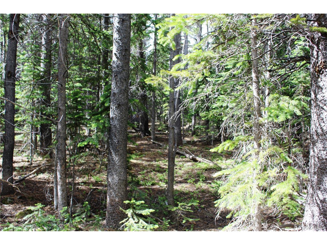 209 Upper Forest Road Idaho Springs, CO 80452 - Photo 3 of 24