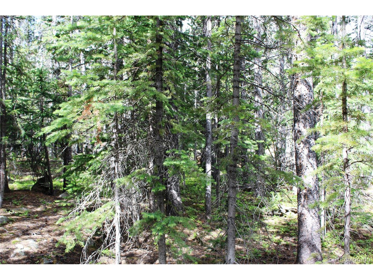 209 Upper Forest Road Idaho Springs, CO 80452 - Photo 4 of 24