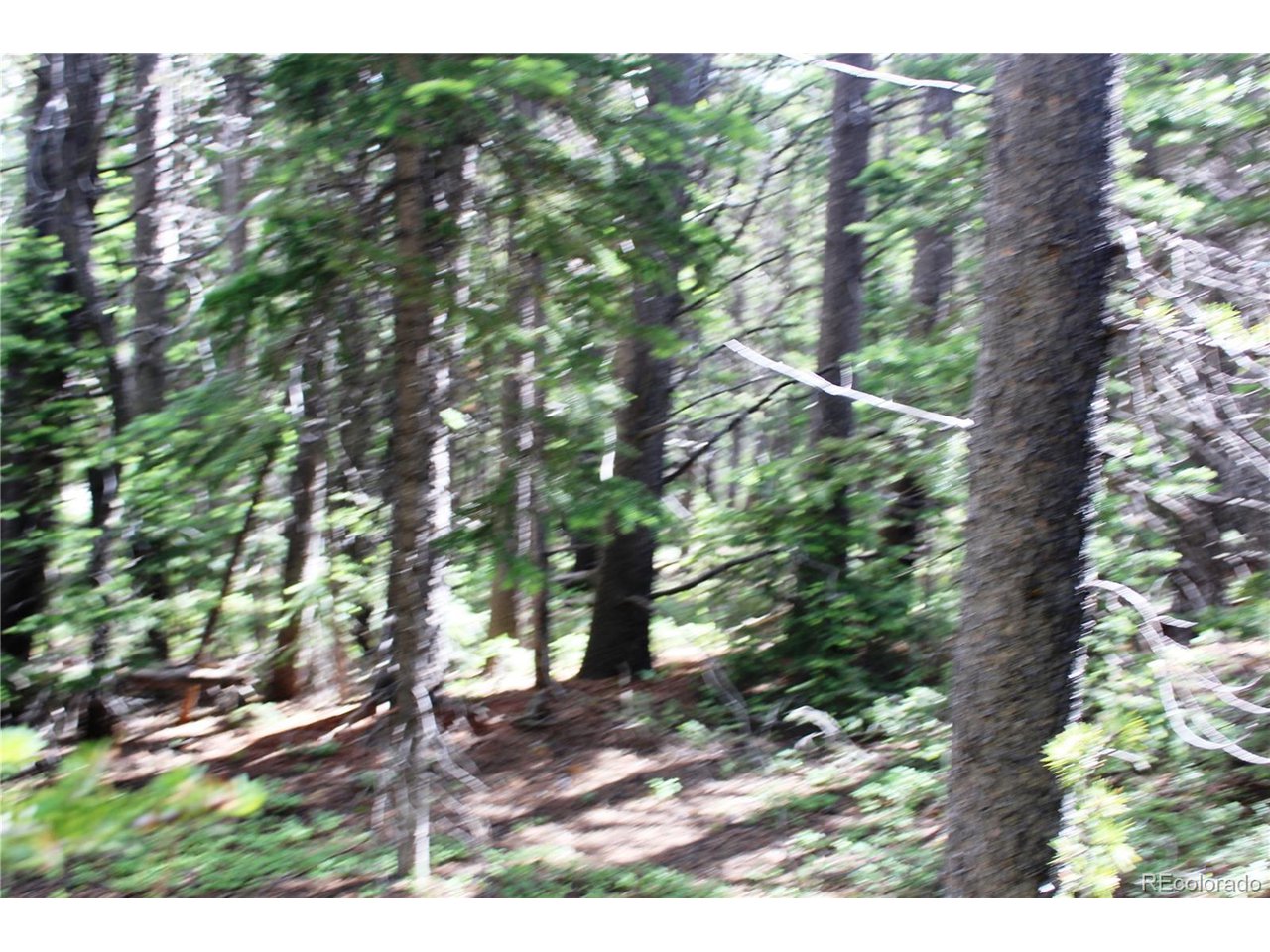 209 Upper Forest Road Idaho Springs, CO 80452 - Photo 6 of 24