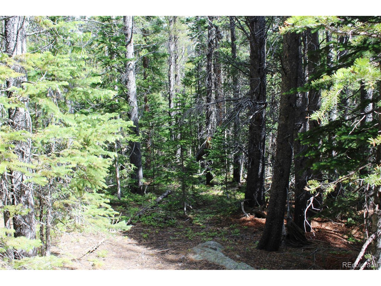 209 Upper Forest Road Idaho Springs, CO 80452 - Photo 7 of 24