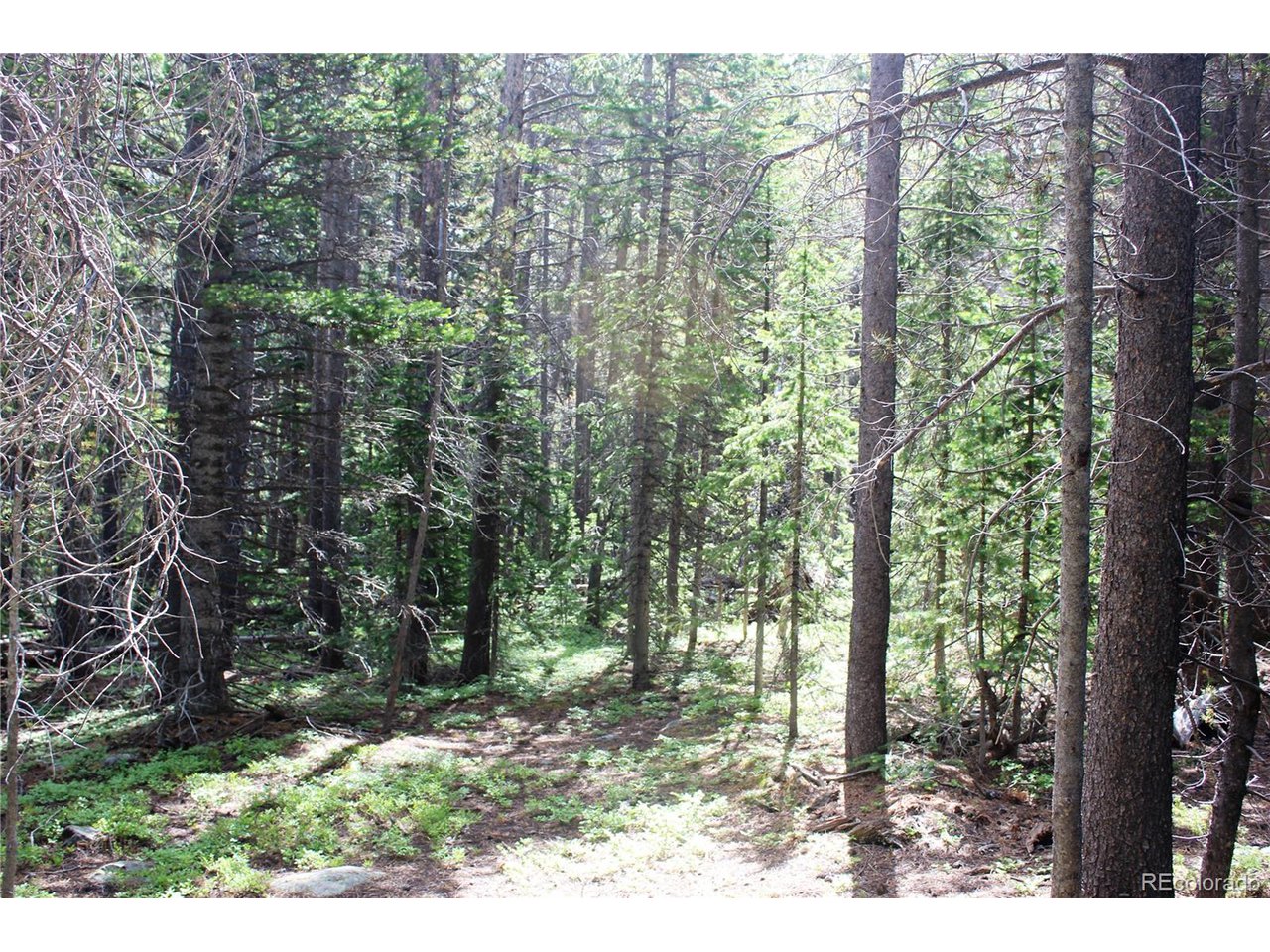 209 Upper Forest Road Idaho Springs, CO 80452 - Photo 8 of 24